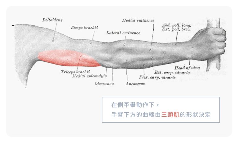 手臂下方的曲線(蝴蝶袖)會受到三頭肌的形狀影響，此為側平舉角度的範例示意圖