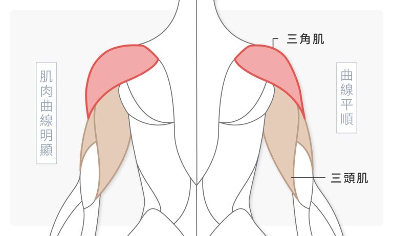 背面角度了解若三角肌、三頭肌肌肉發達如何影響手臂曲線