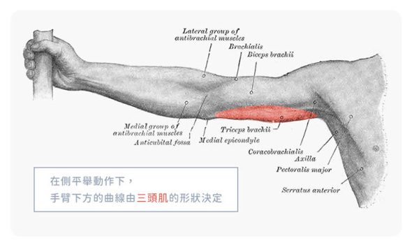 手臂平舉_三頭肌760