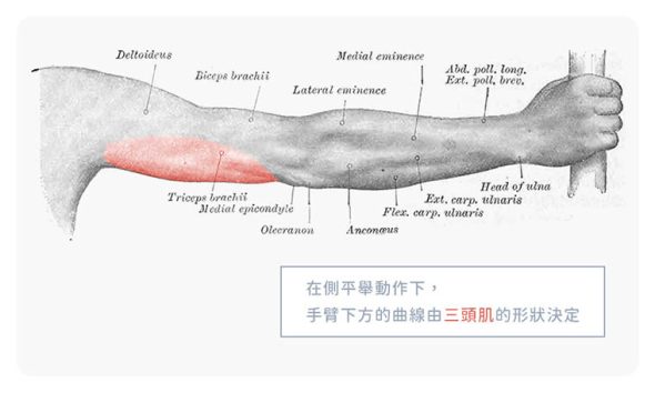 手臂平舉_三頭肌_背面760