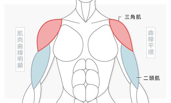 正面角度了解若三角肌、二頭肌肌肉發達如何影響手臂曲線