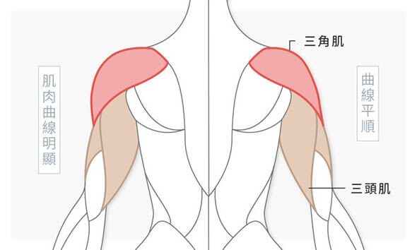 背面角度了解若三角肌、三頭肌肌肉發達如何影響手臂曲線